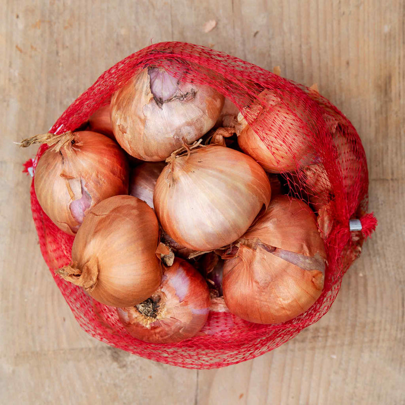 Shallot Sets 'Red Sun'