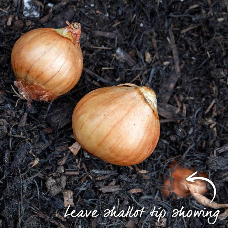Spring Planting Shallots Duo Pack