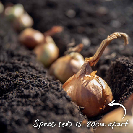Spring Planting Shallots Duo Pack