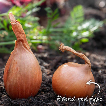 Shallot Sets 'Red Sun'