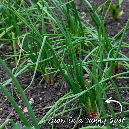 Shallot Sets 'Yellow Moon'