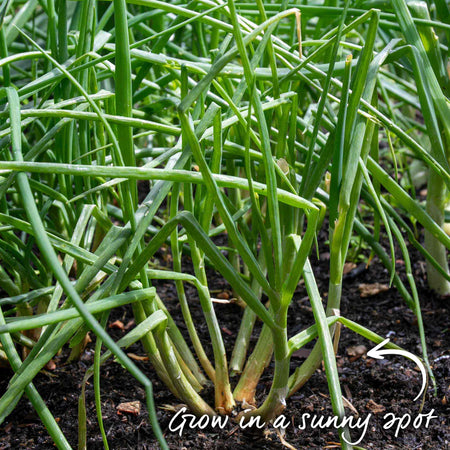 Autumn Planting Onions, Shallot & Garlic Trio Pack