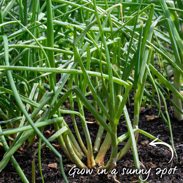 Autumn Planting Onions, Shallot & Garlic Trio Pack