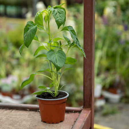 Chilli Plant 'Basket of Fire'