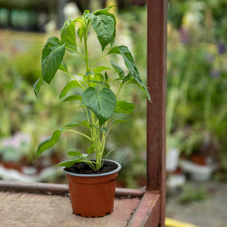 Chilli Plant 'Basket of Fire'