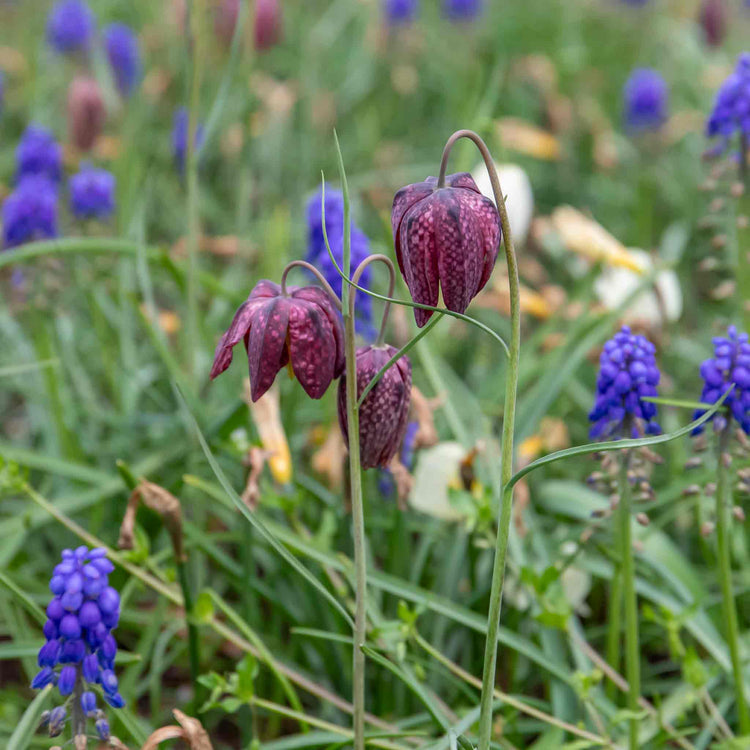 planting snake's head fritillary bulbs Snake's Head Fritillary (Fritillaria Meleagris) Bulbs
