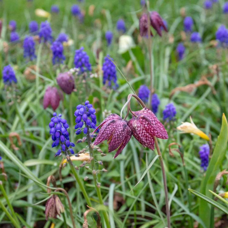 planting snake's head fritillary bulbs Snake's Head Fritillary (Fritillaria Meleagris) Bulbs