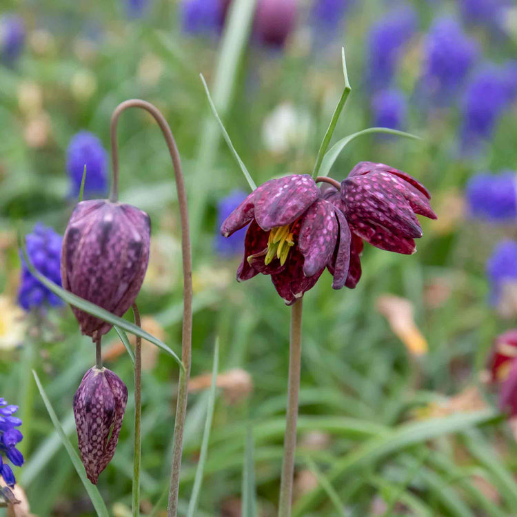 snake's head fritillary plant Snake's Head Fritillary (Fritillaria Meleagris) Bulbs
