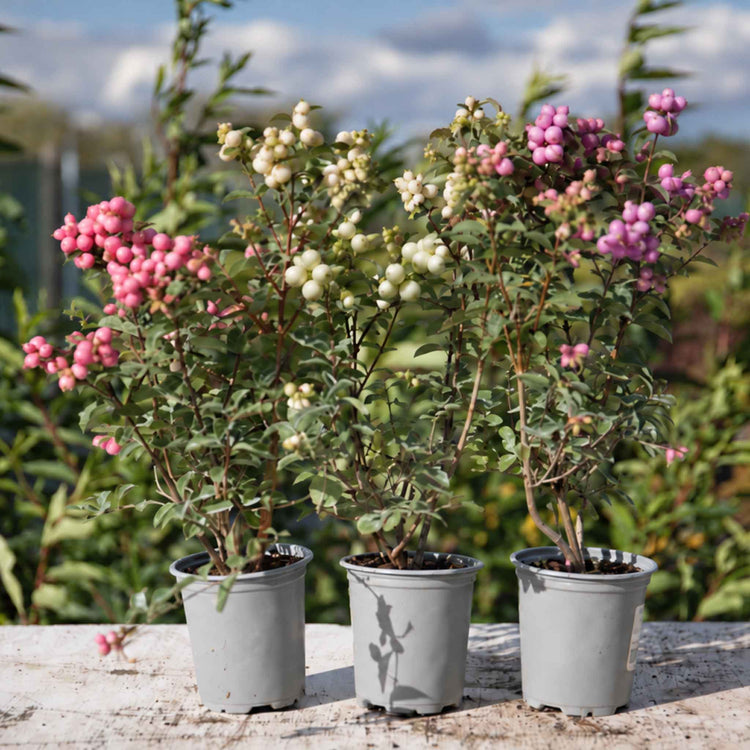 Snowberry 'Magical' Collection