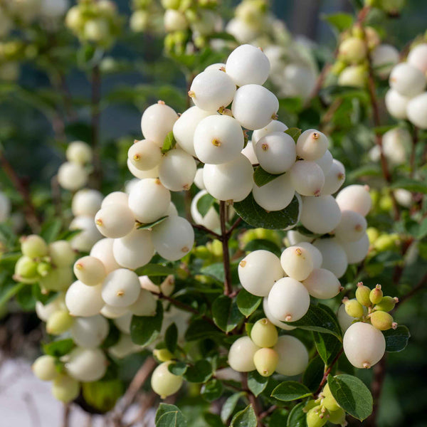 Snowberry 'Magical Galaxy'