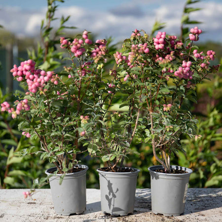 Snowberry 'Magical Candy'