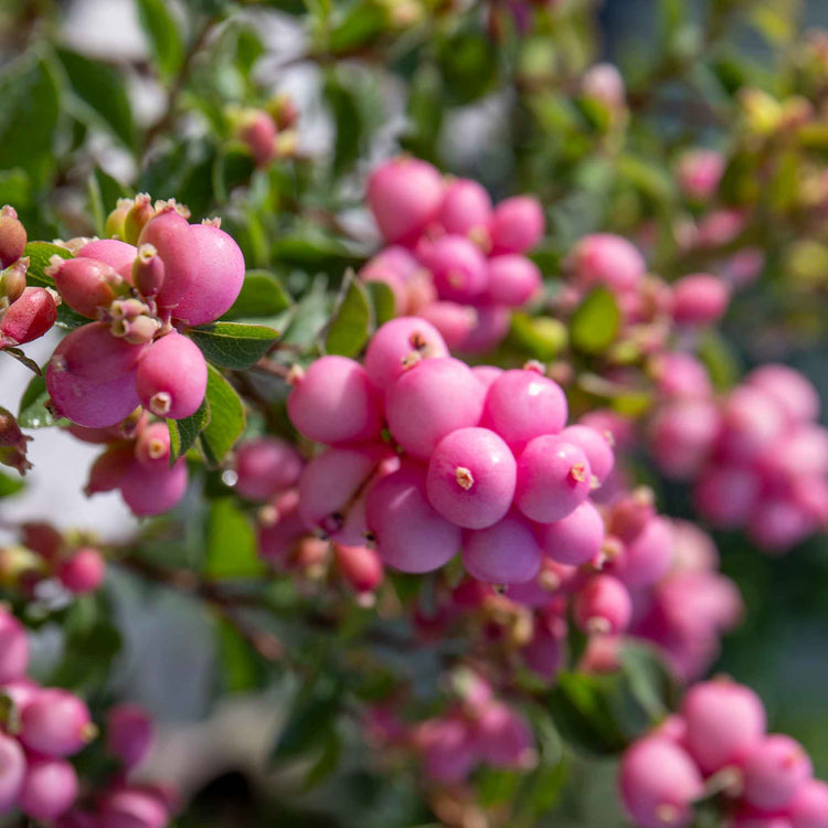 Snowberry 'Magical Candy'