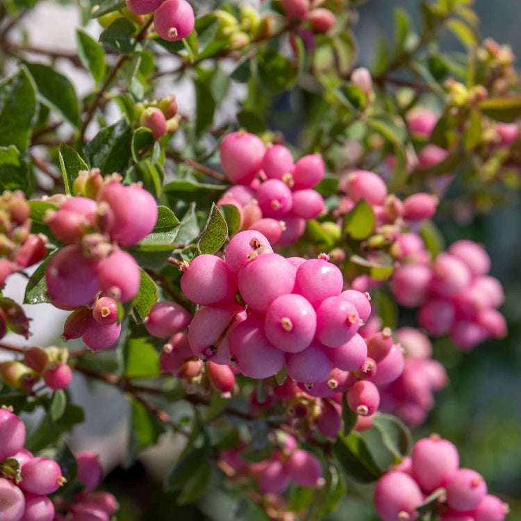 Snowberry 'Magical' Collection