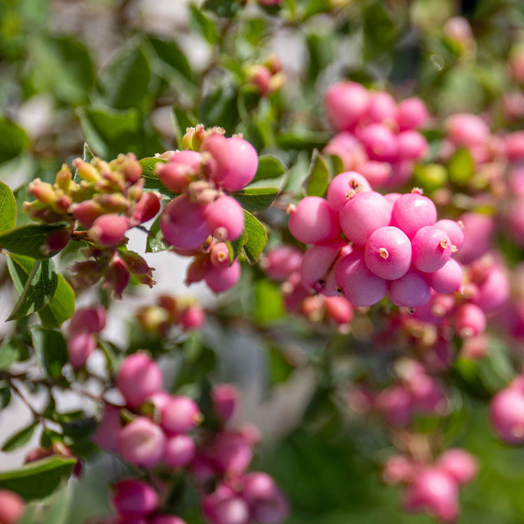Snowberry 'Magical Candy'