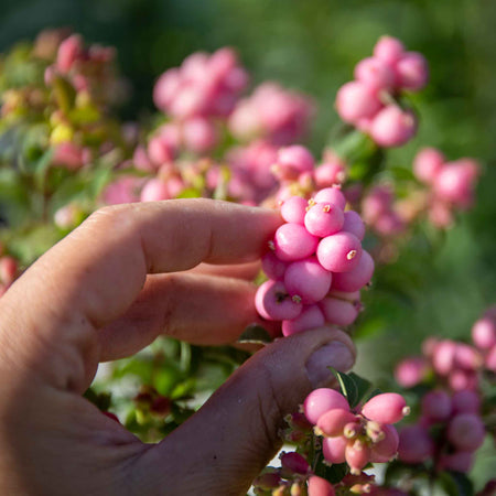 Snowberry 'Magical Candy'