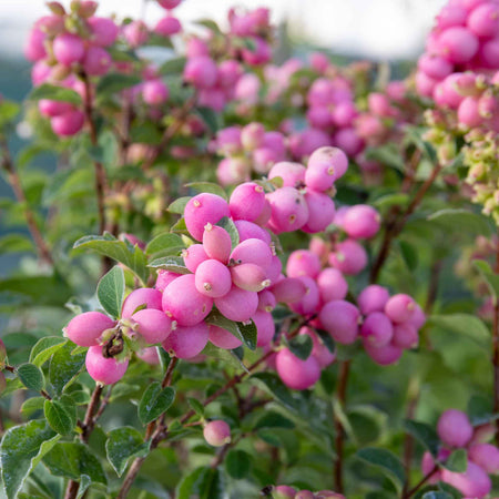 Snowberry 'Magical Candy'