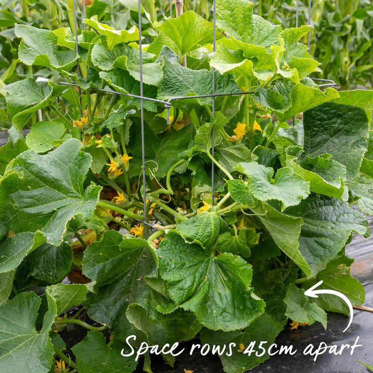 Cucumber Seeds 'Mini Muncher' F1