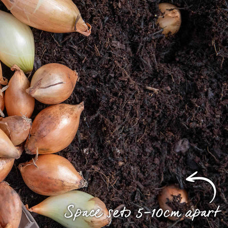 Onion Sets 'Senshyu Yellow'