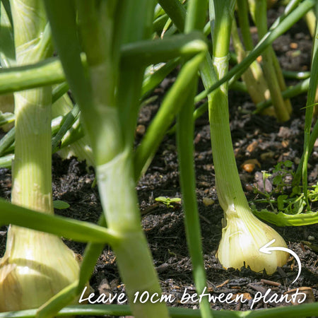 Onion Seeds 'Centro'