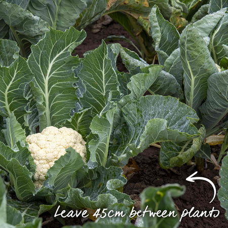 Cauliflower 'White Excel'
