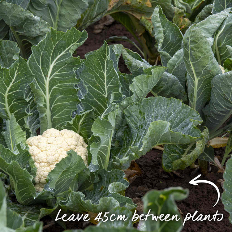 Cauliflower 'White Excel'