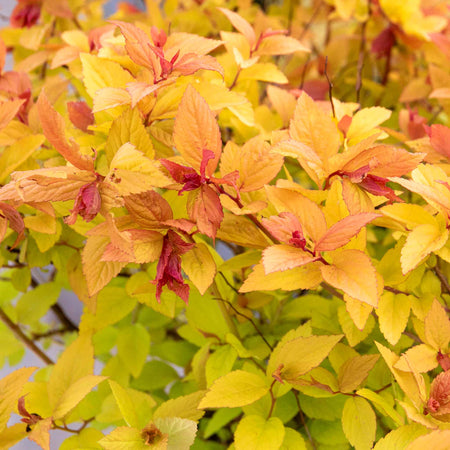 Spiraea Japonica 'Firelight'