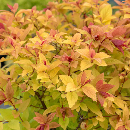 Spiraea Japonica 'Firelight'
