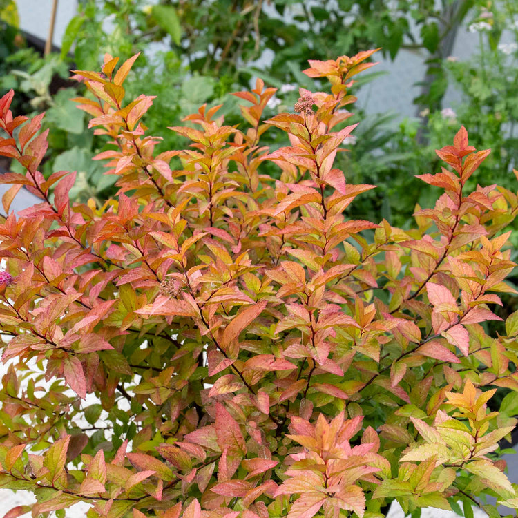 Spiraea Japonica 'Firelight'