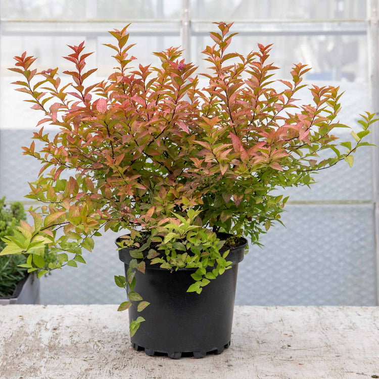 Spiraea Japonica 'Firelight'