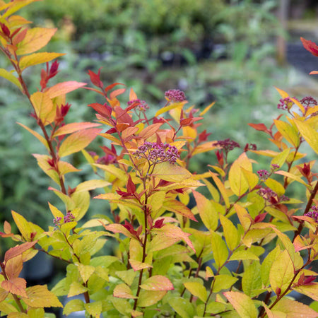 Spiraea Japonica 'Firelight'
