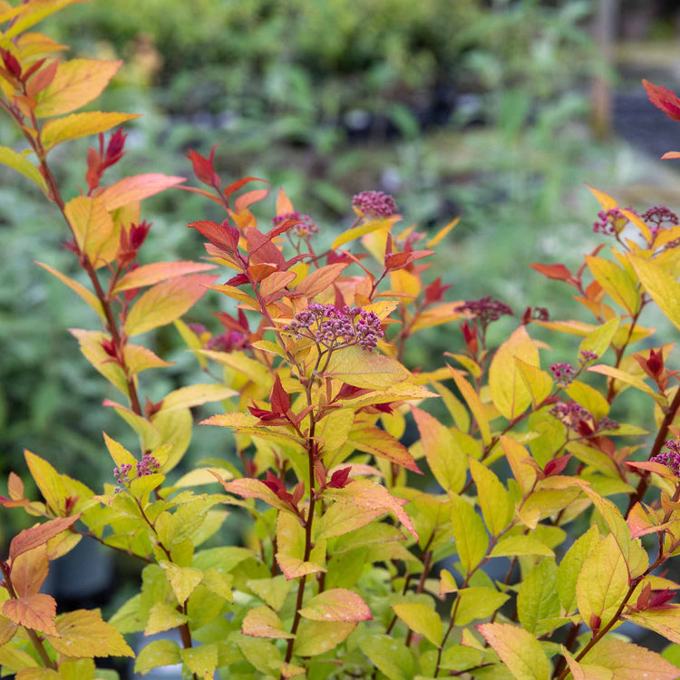 Spiraea Japonica 'Firelight'