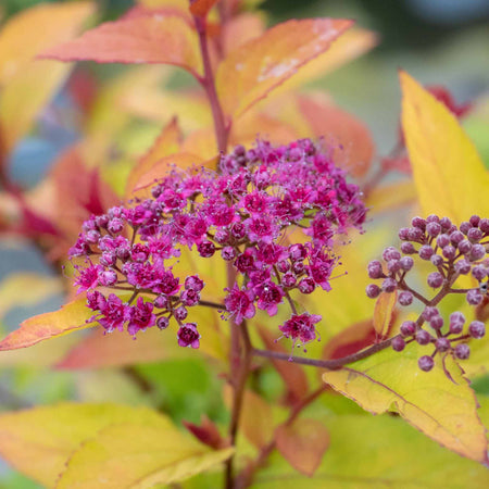 Spiraea Japonica 'Firelight'