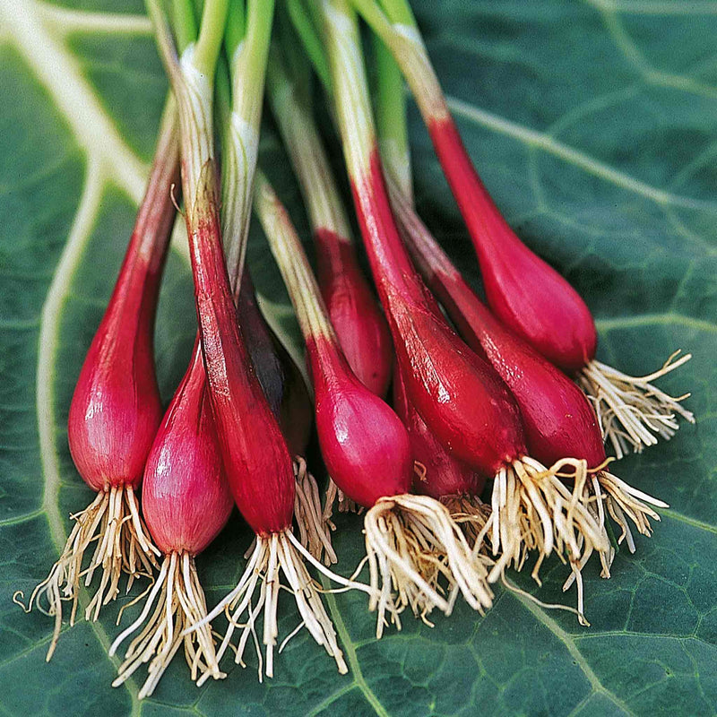 Spring Onion Seeds 'Furio'