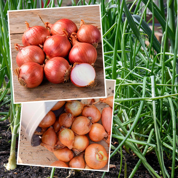Spring Planting Shallot Duo
