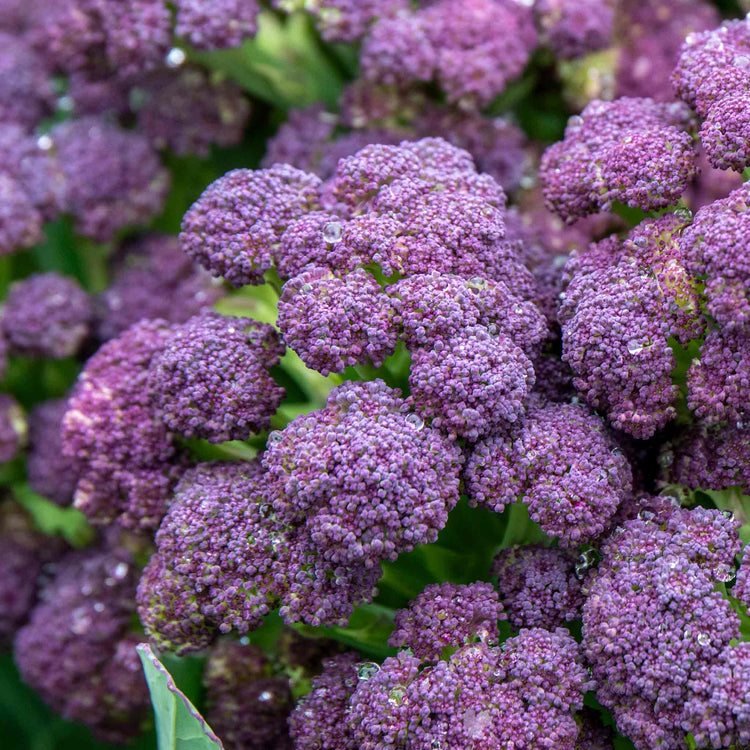 Broccoli Plant 'Purple Sprouting Cardinal'