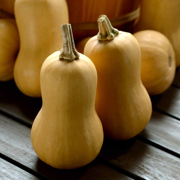 Squash Seeds 'Butterbaby'