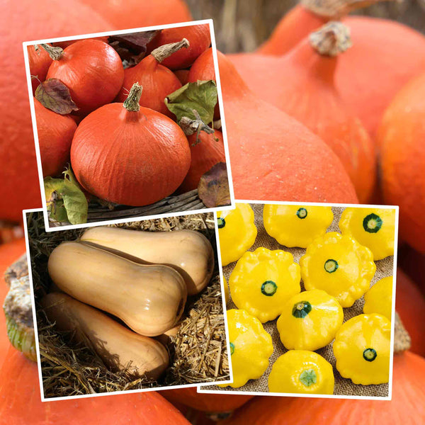 Squash Chef's Collection