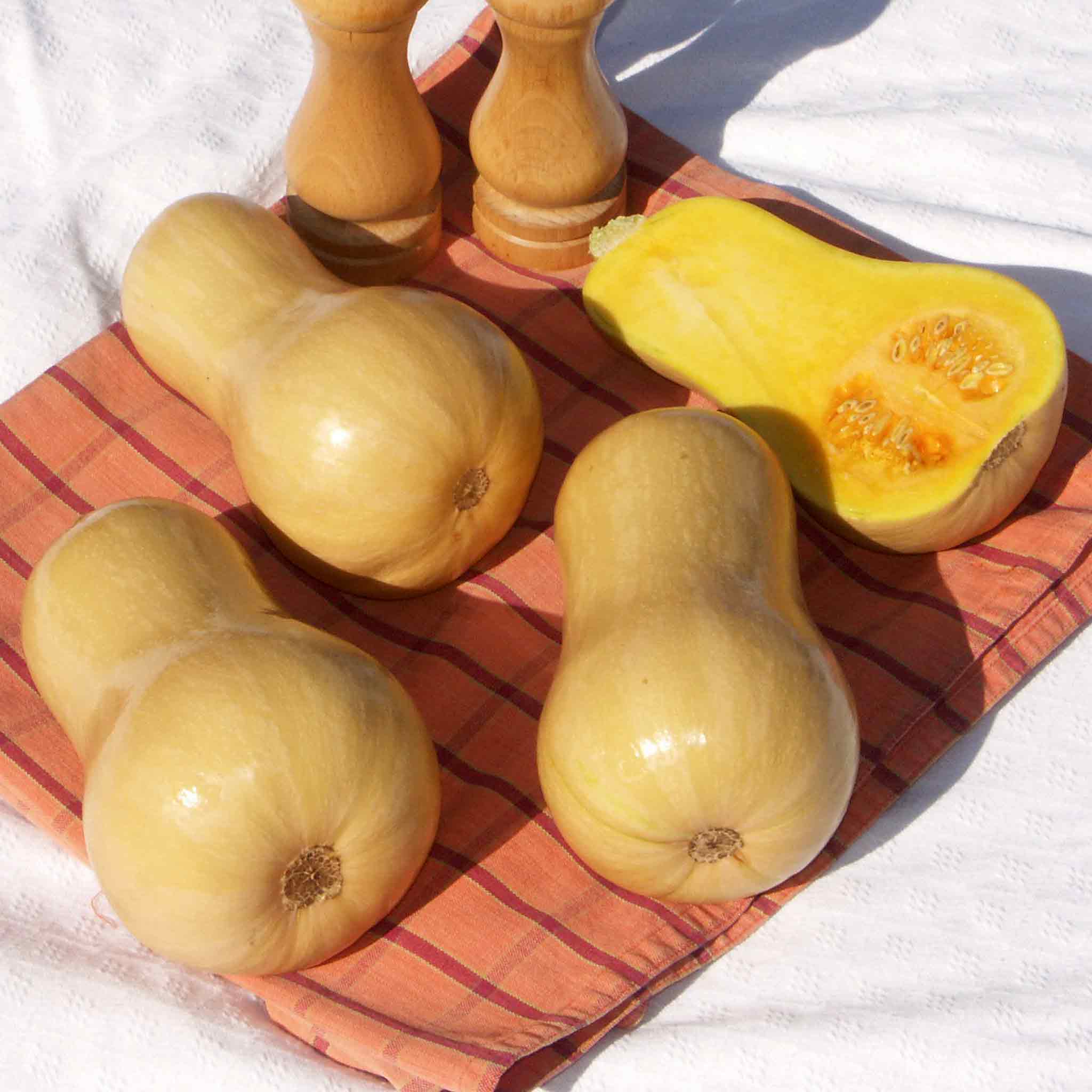 Squash Seeds Hunter F1