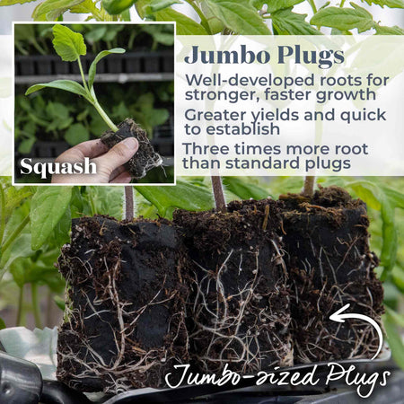 Squash plant 'Uchiku Kuri'