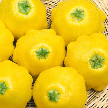 Squash Plant 'Sunburst Patty Pan'