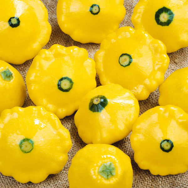 Squash Plant 'Sunburst Patty Pan'