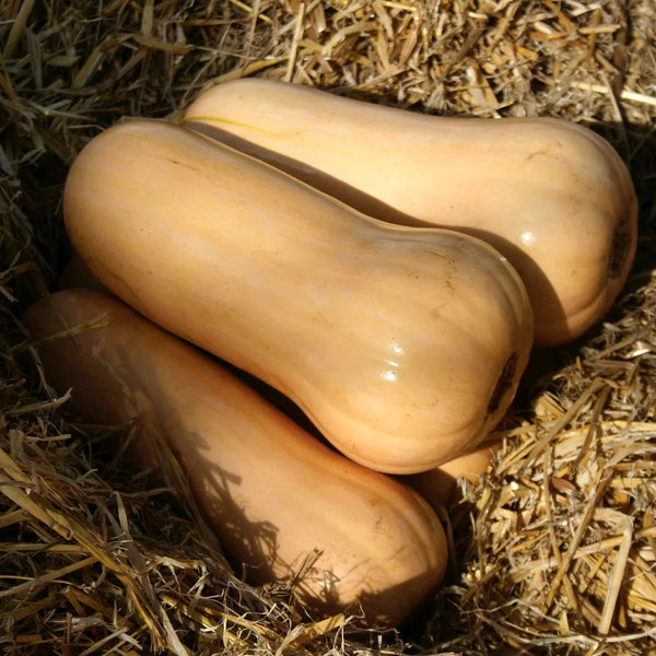 Butternut Squash Seeds 'Sweetmax'