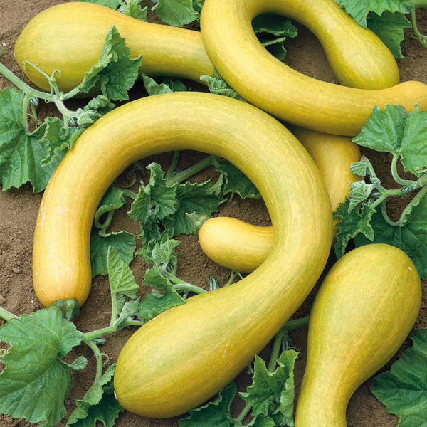 Squash Plant 'Tromboncino'