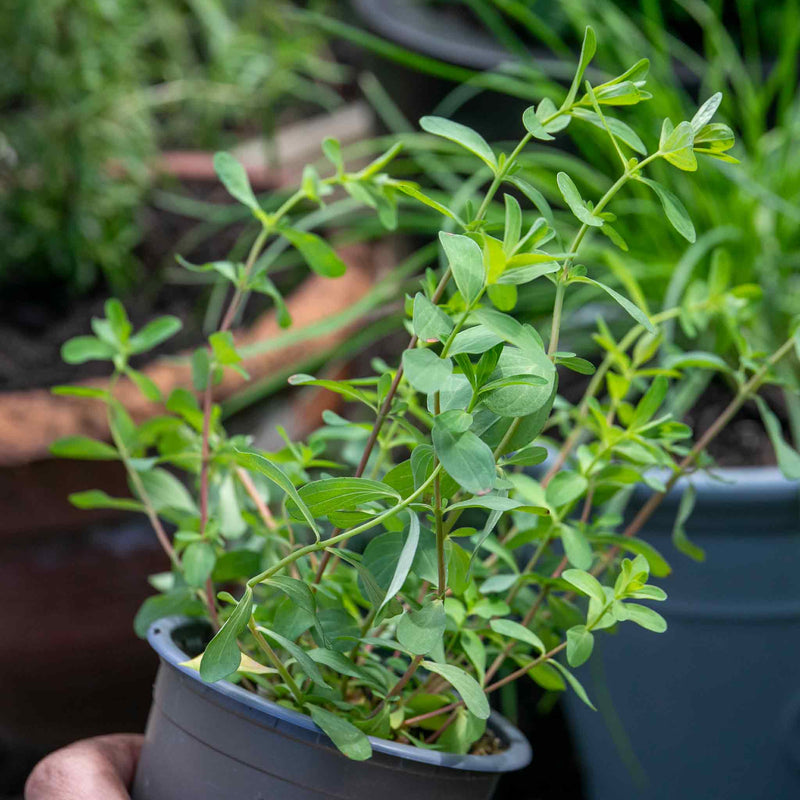 St Johns Wort Plant 'Hypericum Perforatum'