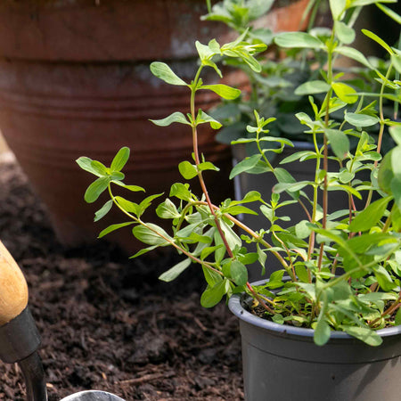 St Johns Wort Plant 'Hypericum Perforatum'