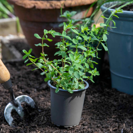 St Johns Wort Plant 'Hypericum Perforatum'