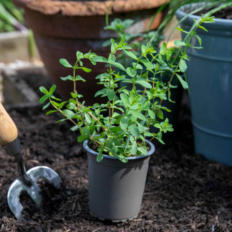 St Johns Wort Plant 'Hypericum Perforatum'