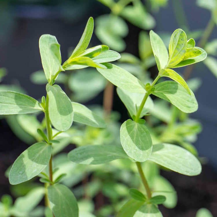 St Johns Wort Plant 'Hypericum Perforatum'