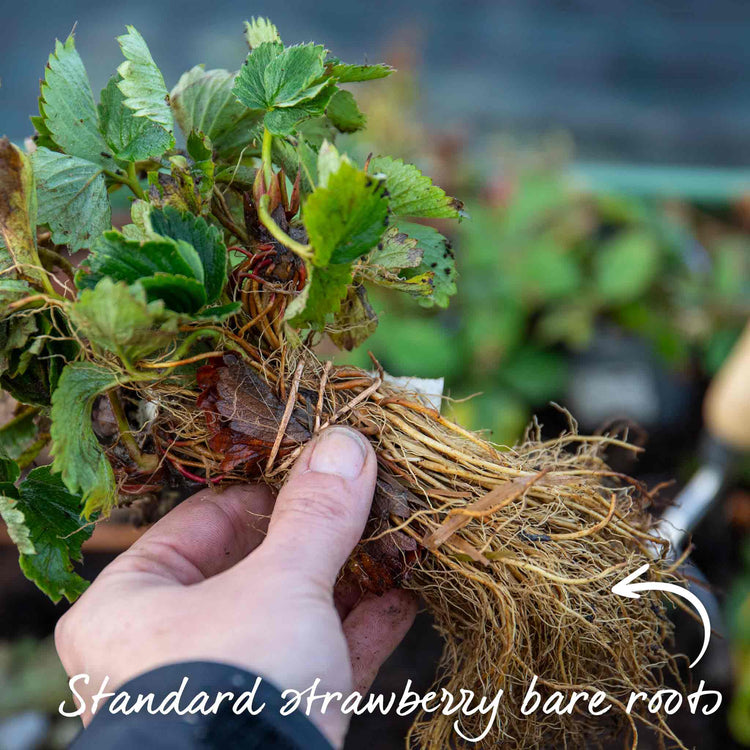 Strawberry Plant 'Malling Centenary'