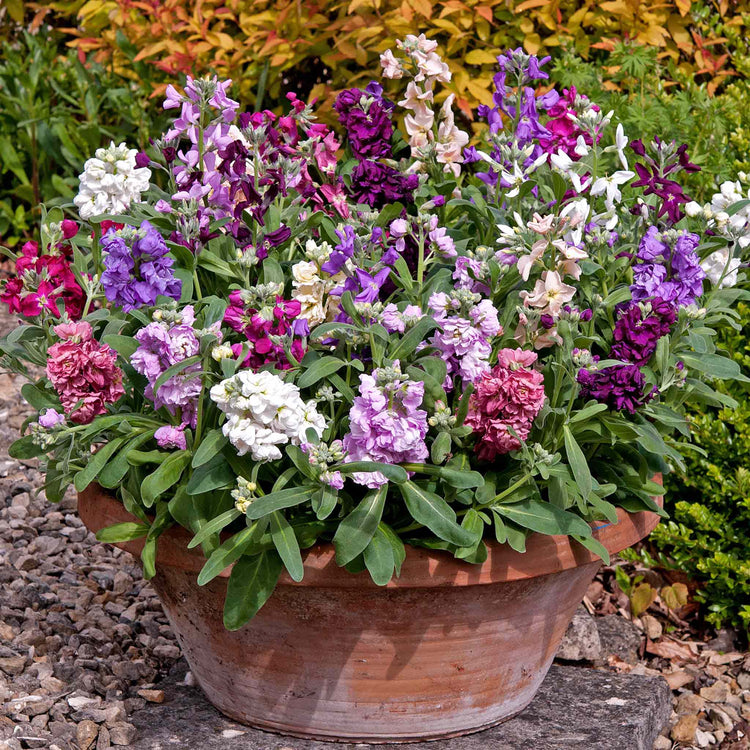 stock plants in pots Stocks Plant 'Vintage Mixed'
